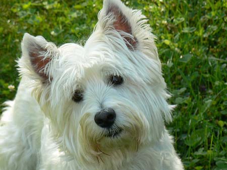 West Highland Terrier poniendo carita