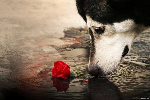 Alaskan Malamute con rosa