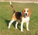 beagle - ares