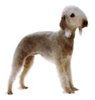 terrier de bedlington
