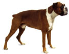 Boxer
