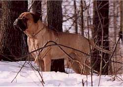 Bullmastiff en la nieve