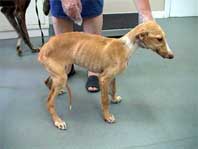 Galgo desnutrido
