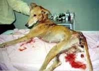 Galgo herido