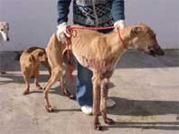Galgo en muy mal estado