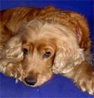 cocker spaniel - gala