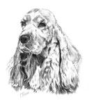 Cocker Spaniel - cabeza