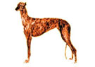 galgo español
