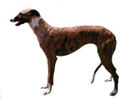galgo español
