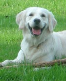 golden retriever - Jack