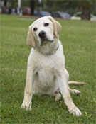 labrador retriever - demi