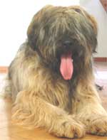 Hugo Eagles es un excelente pastor de brie