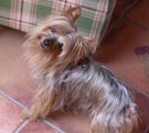 yorkshire terrier de paula
