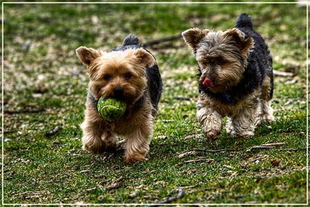 Dos Yorkshire Terriers jugando con una pelota
