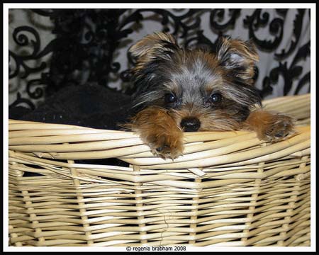 Yorkshire Terrier escondido en cesta