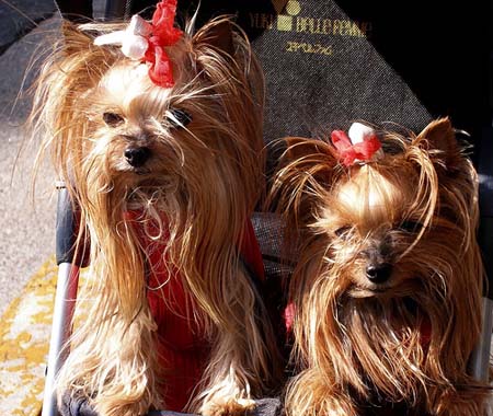 Yorkshire Terriers con kikis